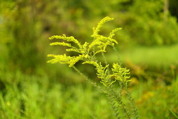 Goldenrod tall yellow native flower plant in Florida blooms in autumn