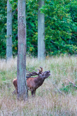 Big old red deer with huge antlers roaring between naked tree trunks with wide open eyes in the wilderness and the forrest in the blurred in the background