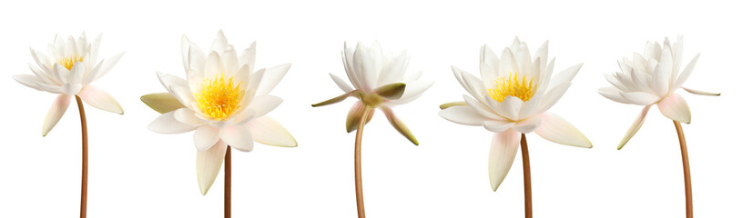 Set of beautiful lotus flowers on white background. Banner design - obrazy, fototapety, plakaty