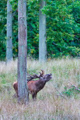 Big old red deer with huge antlers roaring between naked tree trunks with wide open eyes in the wilderness and the forrest in the blurred in the background