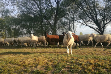 Ruminant domestic mammalia. Ovine cattle breeding. White and black animals in the field. Flock of sheep next to the grove on sunny day.