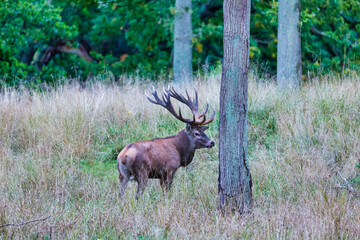 Naklejka na ściany i meble Big old red deer with huge antlers resting between naked tree trunks in the wilderness with the forrest in the blurred in the background