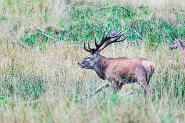 Naklejka na ściany i meble Big old red deer with huge antlers roaring while running in the wilderness