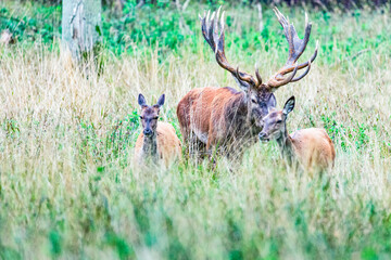 Big old red deer with huge antlers being alert of his two hinds blurred in the foreground while following them in the wilderness