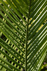 palm leaf background