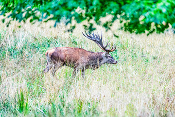 Big old red deer with huge antlers passing from left to right under the leaves of a green tree in the wilderness