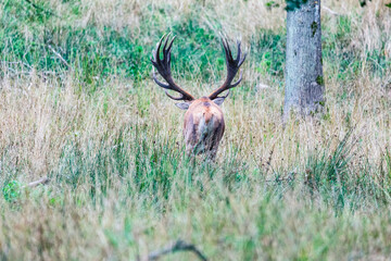 Big old red deer with huge antlers walking away in the wilderness