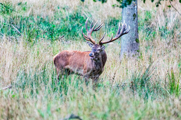 Big old red deer with huge antlers roaring softly in the wilderness