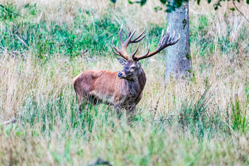 Big old red deer with huge antlers alert in the wilderness