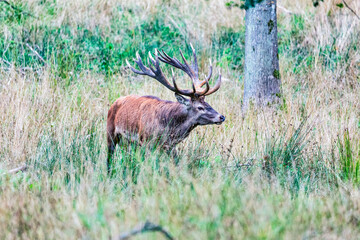 Big old red deer with huge antlers walking around in the wilderness