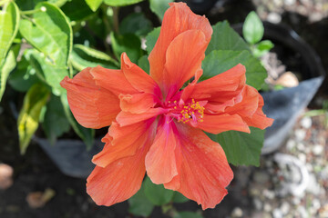 red and yellow flower