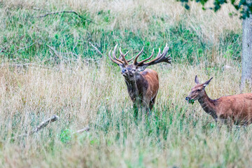 Naklejka na ściany i meble Big old red deer stag with hugh crown-like antlers eyeballing his hind while hes chews her green leaves