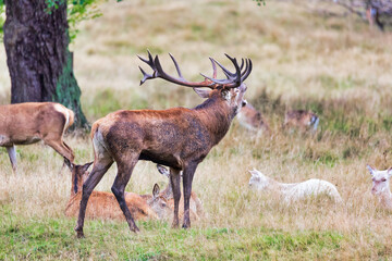 Big old red deer with huge antlers roaring on a grassy plain with his hinds in the background