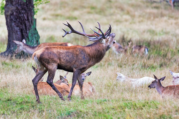 Big old red deer with huge antlers roaring on a grassy plain with his hinds in the background