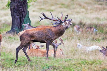 Big old red deer with huge antlers roaring on a grassy plain with his hinds in the background