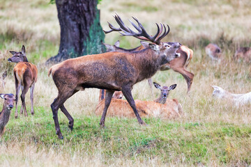 Big old red deer with huge antlers roaring on a grassy plain with his hinds in the background