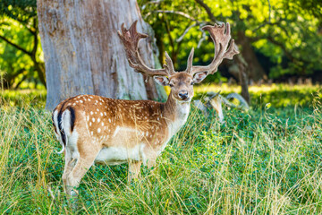 Male fallow stag with big antlers still covered in velvet freezes while starring straight at you