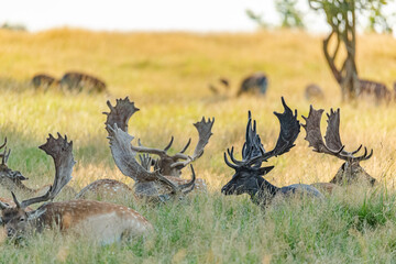 Male fallow deer with big antlers covered in velvet resting in the shadow while other grasses in the sun in the background