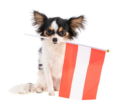 Chihuahua with a flag of Australi