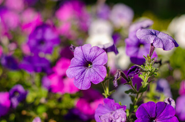 flor hermosa  morada