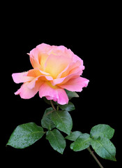 A lush pink-yellow rose with leaves and stem. isolated on black background, macro photo, vertical orientation.