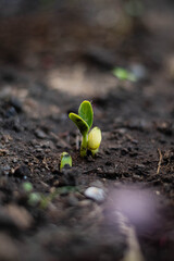primer plano de brote de semilla de zapallo o calabaza cordoba argentina