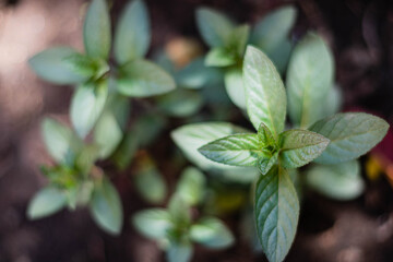 planta de albahaca vista cenital cordoba argentina