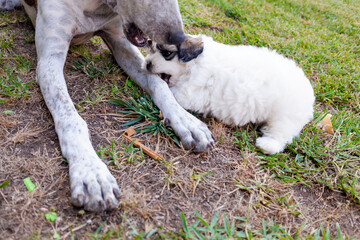 Maltese bichon puppy playing biting the paw of a large dog.