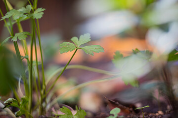 leaves in the morning