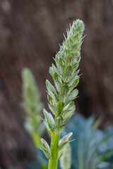 flores en unitario de colores vivos en primavera en patio de campo cordoba argentina