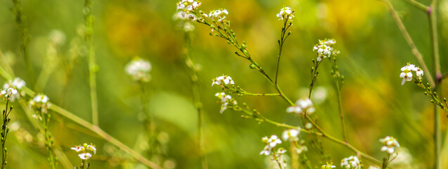 beautiful tiny white flowers on the green background
