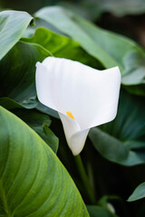 primer plano de planta y flor de cala zanteschia o lirio de agua argentina