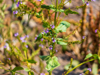 Indian tobacco or puke weed flowers