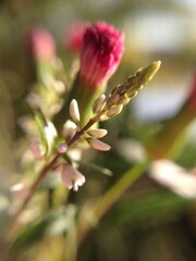 close up of flower in macro lens