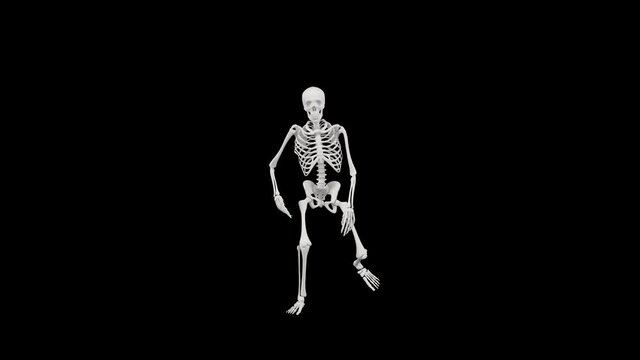 Skeleton dancing - 4k 3D seamless animation of a skeleton dancing - Halloween concept