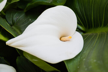 primer plano de planta y flor de cala zanteschia o lirio de agua argentina