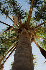 copa de árbol palmera o palma aracácea con cielo despejado 