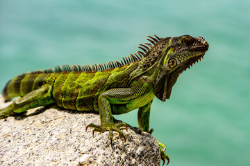 lizard of the genus Iguana native to Central, South America.