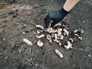 Large larvae of beetles (cockchafer) lie on the soil near female arm in black glove, top view. Insect pest control concept.