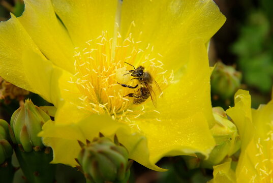 Cactus Opuntia 2