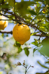 árbol de limón con azahar brotes