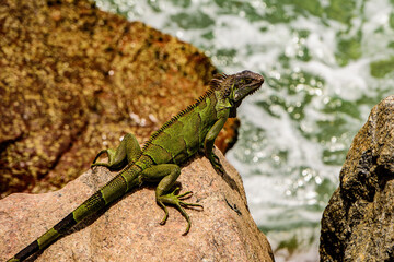 Naklejka na ściany i meble Wildlife reptile in Florida. Green lizards iguana.