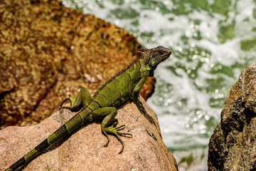 Wildlife reptile in Florida. Green lizards iguana.