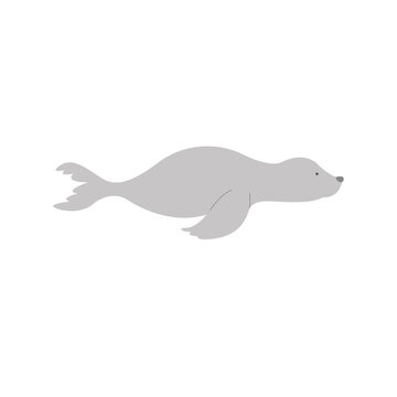 Isolated seal animal vector design