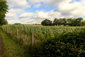 Fototapeta na wymiar Corn field in the north of France (Brittany) under autumn sky