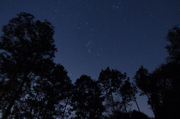 Naklejka premium Night shot through the pine trees. 