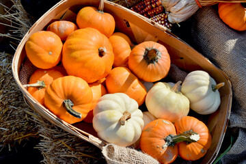 Basket of small orange and white pumpkins for sale at a roadside farm stand. 
