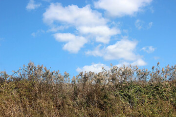 Obraz premium 갈대