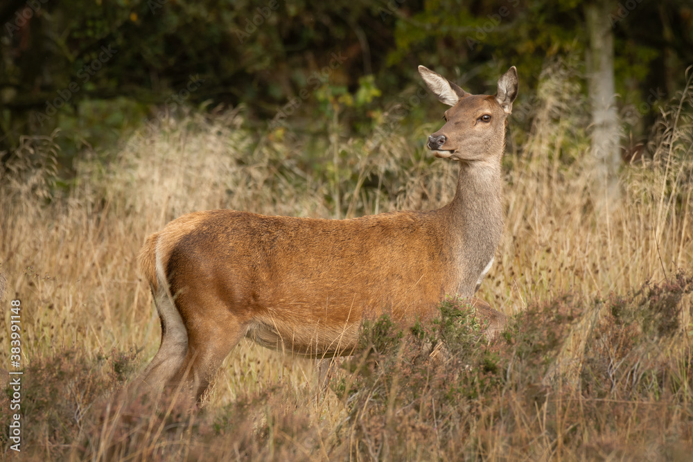 Poster a red deer doe standing in the grass. a profile view with her head turned looking slightly to the le