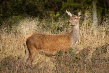 A red deer doe standing in the grass. A profile view with her head turned looking slightly to the left
